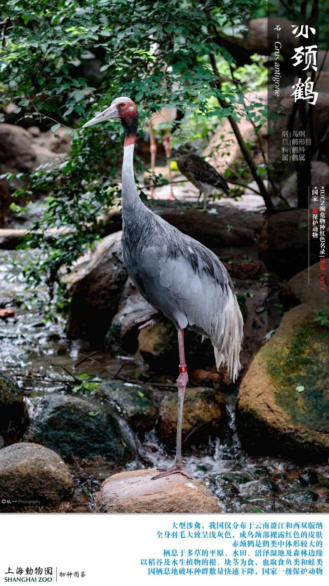 仙风道骨一探鹤轩