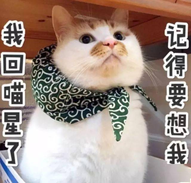 成為了我家的貓，你這輩子過得開心嗎？ 萌趣萌寵 第17张