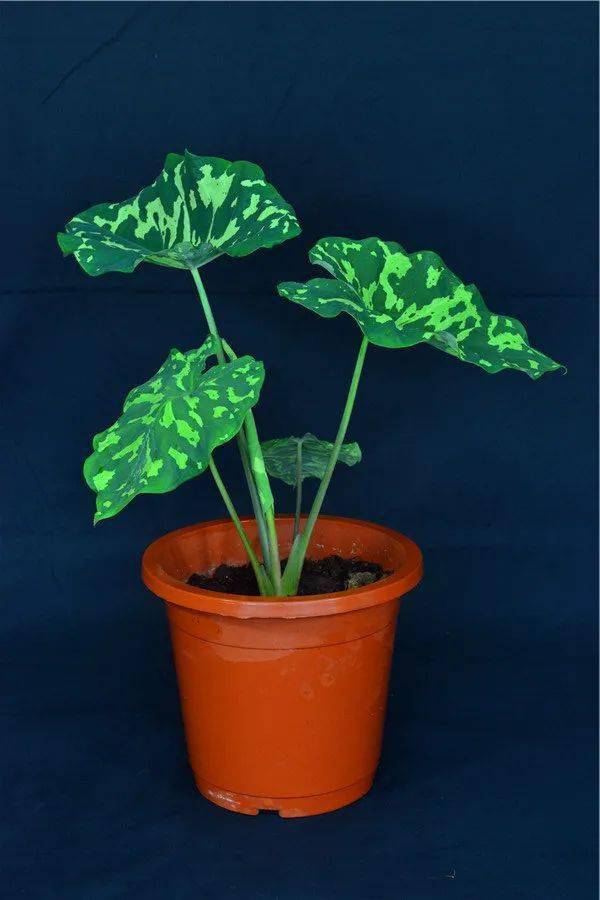 花博系列之花十一丨海芋中的扛把子象耳芋