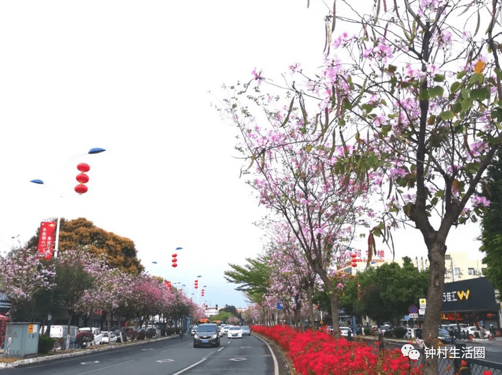 番禺的春天 连街道都那么美 5公里 花海 等你探索 绿化带