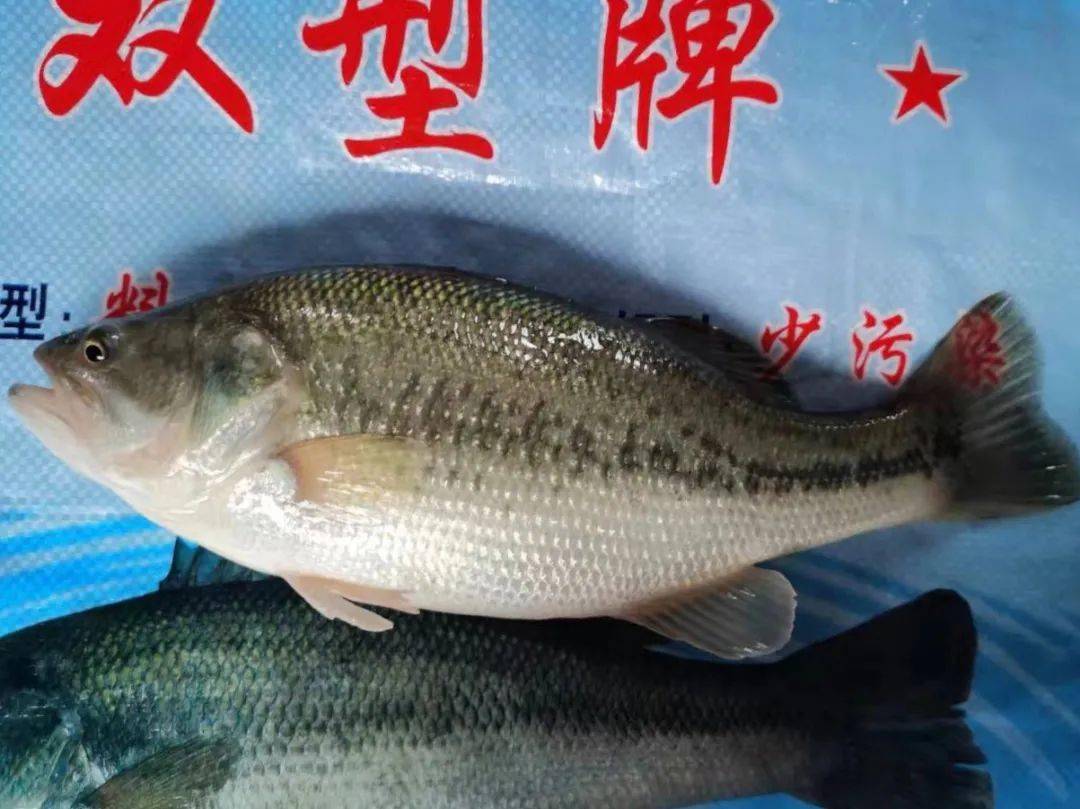 鱖魚猛漲拉動鱸魚消費,苗價與商品魚雙雙上漲 | 傑大飼料特約