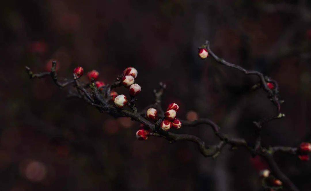 三月春花雨曲谱_春花月夜古筝曲谱袁莎