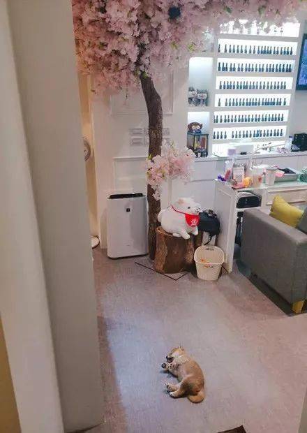 小柴犬到美甲店上班，但每天都在偷懶，老闆卻說：生意還是要靠它！ 萌趣萌寵 第2张