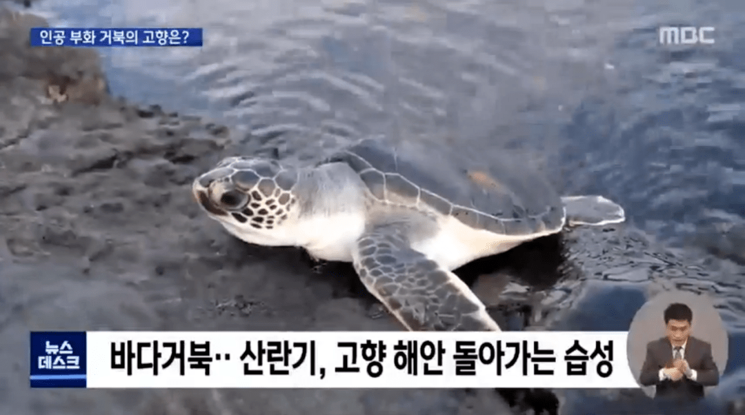 海龟为什么缩不进去 210ddecf0e89479899508dbc04a1f17a.png