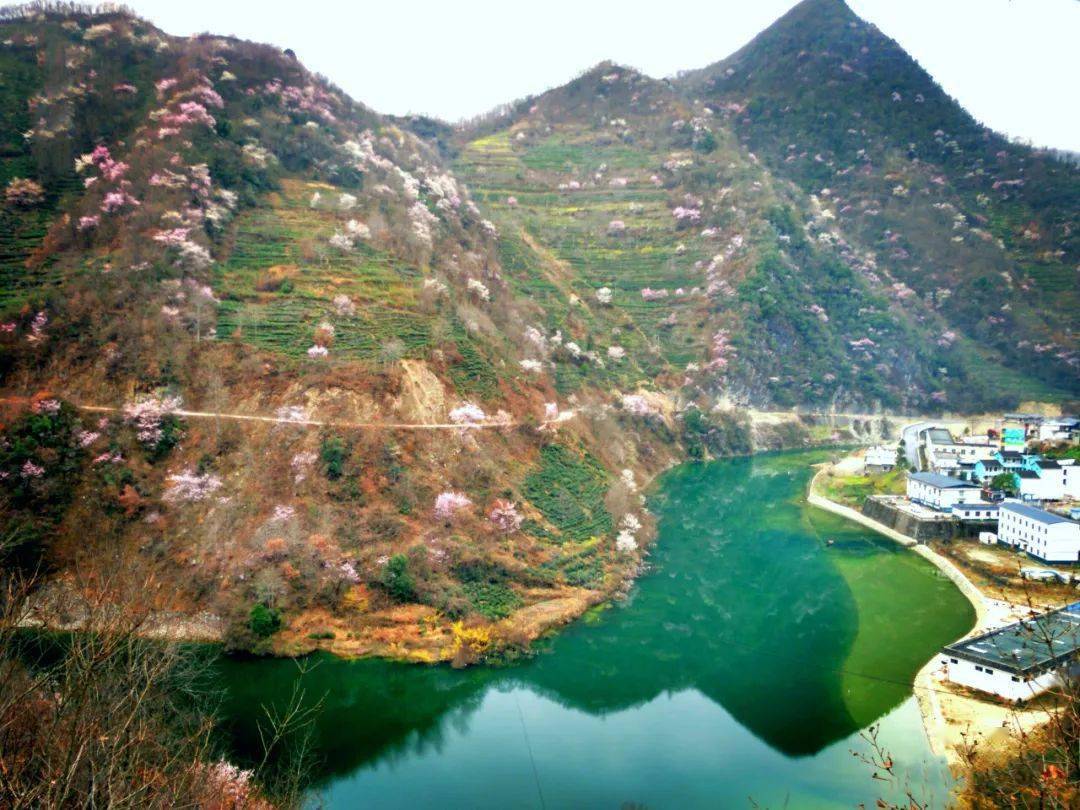 桃之夭夭灼灼其华裕河的桃花开了