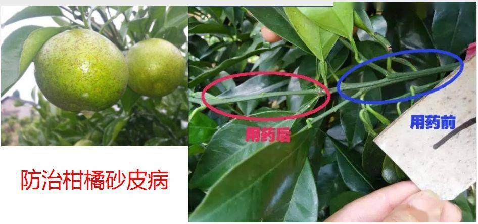 博明汉·代森锰锌80% 杀菌促壮又增产