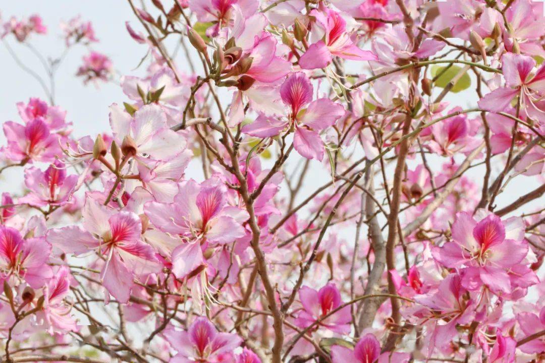 市儿童公园等春光不等人快去赏花吧~林碧鸿 摄来源来源:揭阳日报返回