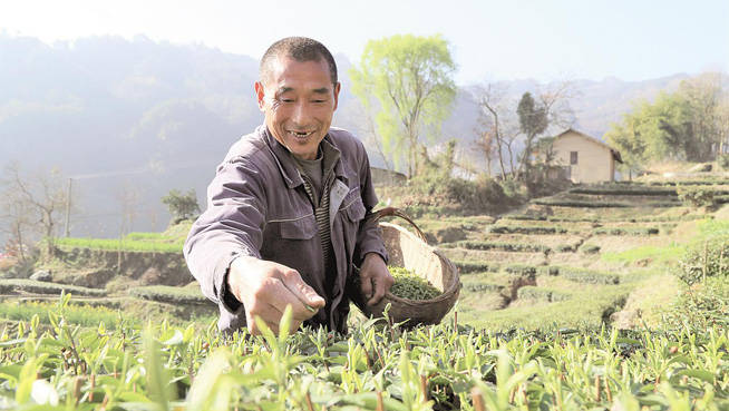 兴山县峡口镇岩岭村六组茶农李方斌正在抢抓晴好天气采摘春茶.