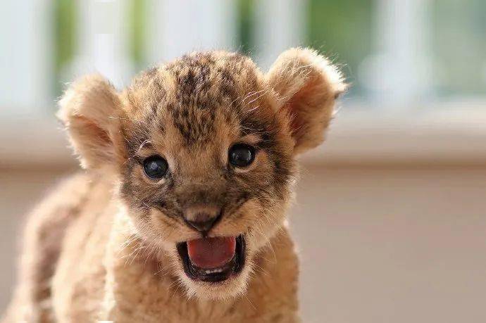 日本富士野生动物园的小奶狮也太可爱了!