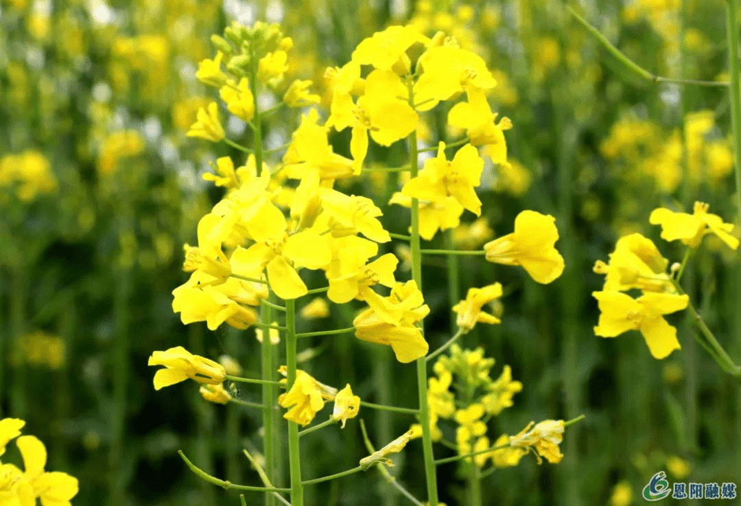 想看油菜花不必走遠