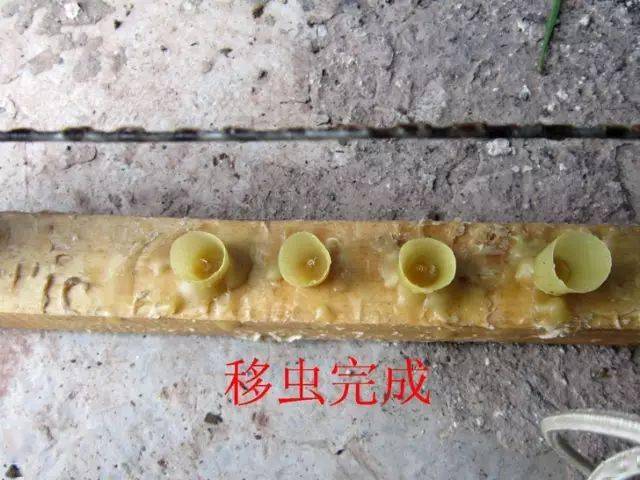 图解 中蜂意蜂培育新蜂王全过程