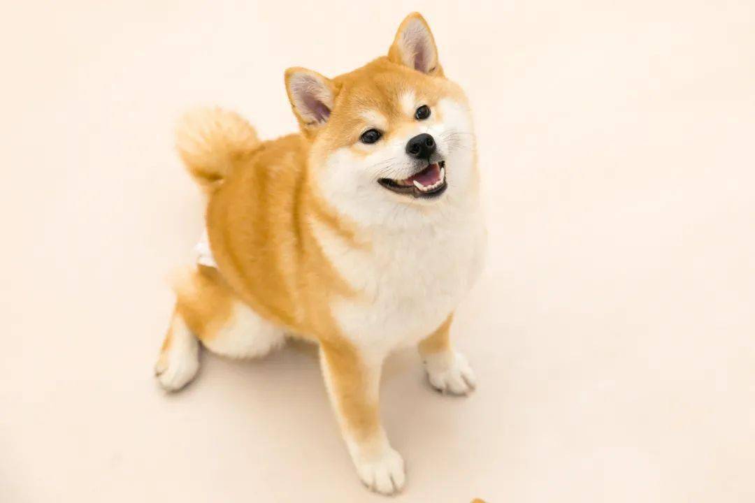 柴犬咖啡惊现虹口n只豆柴等你来撸