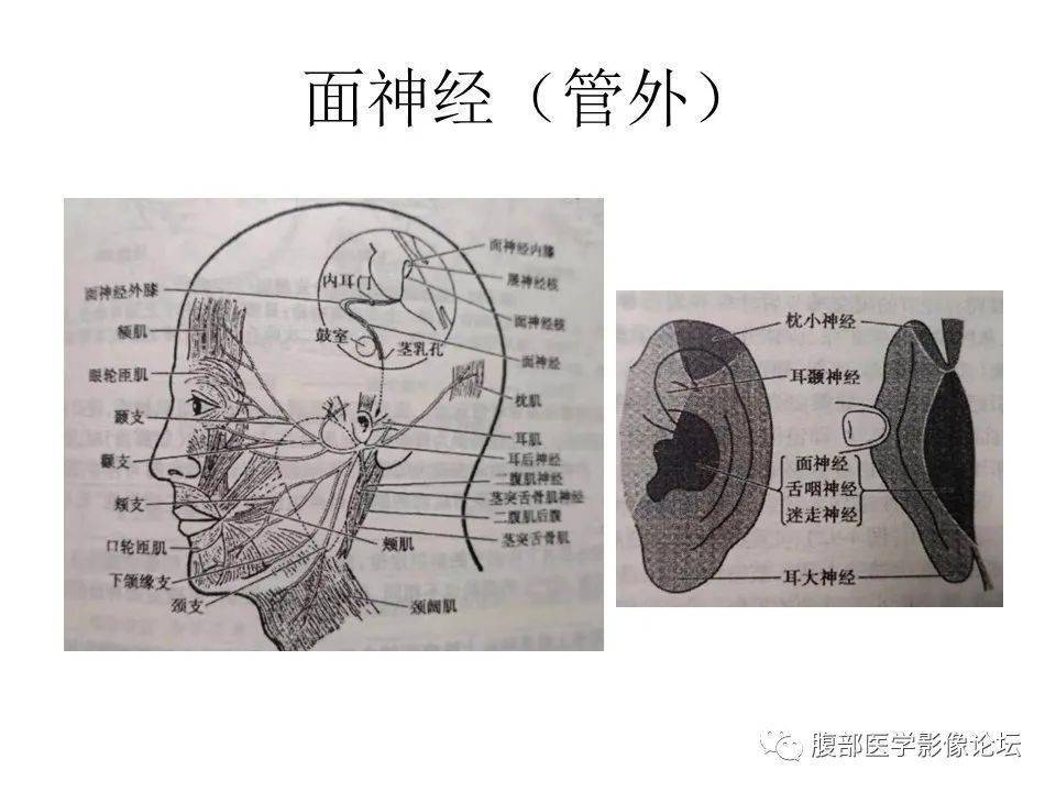 原創丨顱骨顱底系列之面面俱到細微處面神經