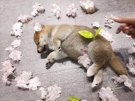 小柴犬到美甲店上班，但每天都在偷懶，老闆卻說：生意還是要靠它！ 萌趣萌寵 第8张