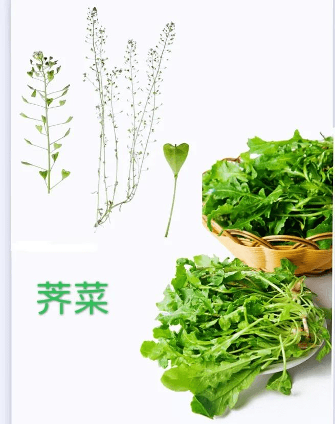 三月三荠菜当灵丹