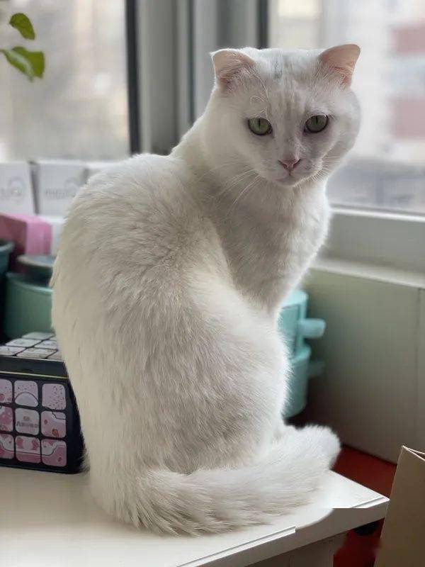 202132海淀区牡丹园成年公猫