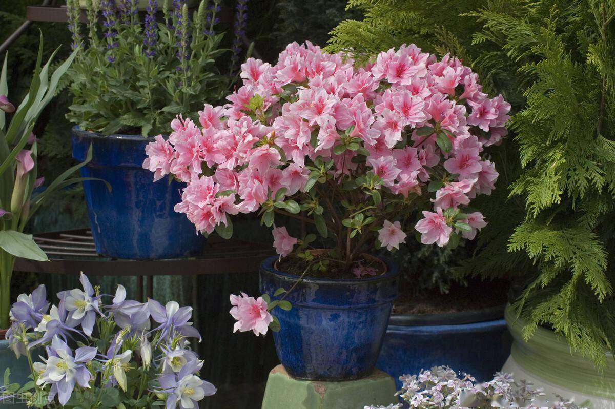 四川一戶人家的東向陽臺花園養上半陰花處處有生機幸福感強