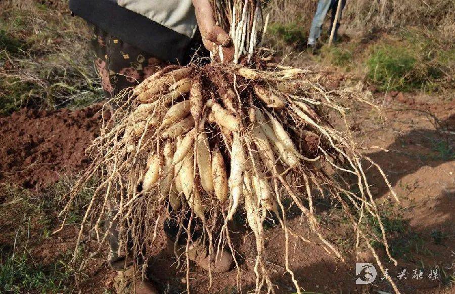 人和:满足民众需求得人心"在2018年至2019年初,种植了天冬200余亩