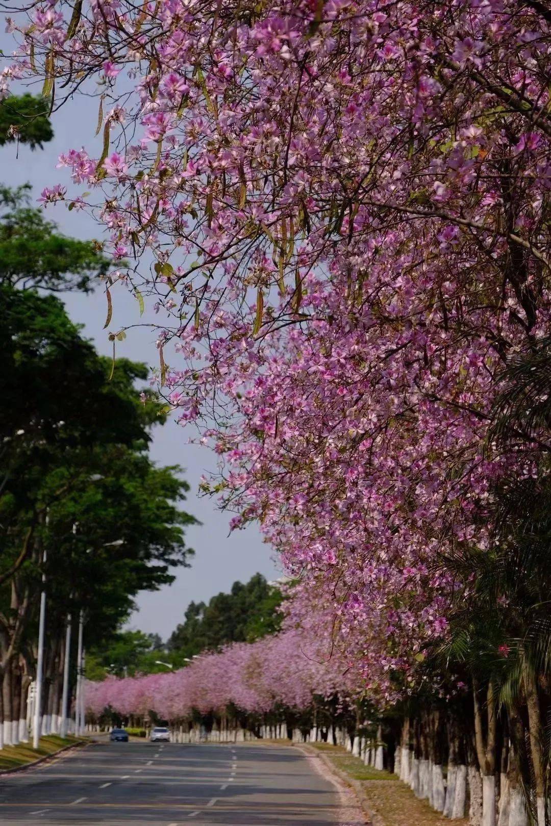 番禺宝墨园强势入围!2021国内十大热门赏花目的地出炉