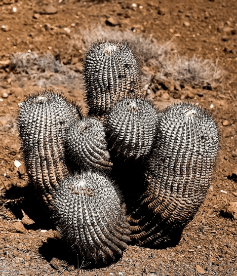 智利近海岸的仙人球们 —— 龙爪球属(copiapoa)