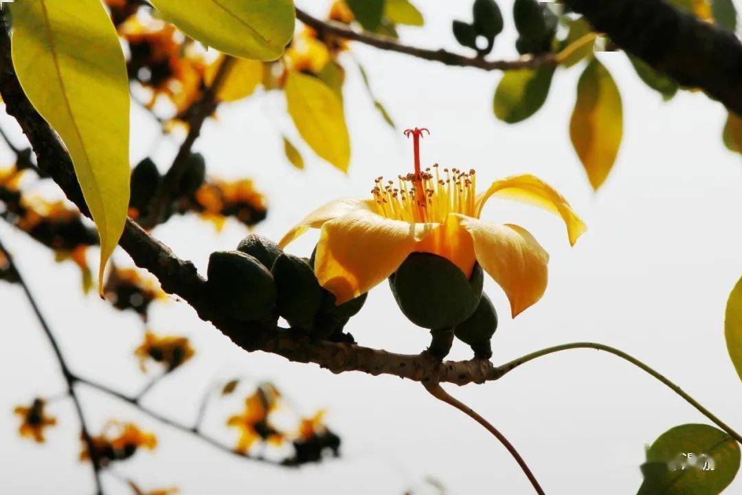 顺德新塘金木棉