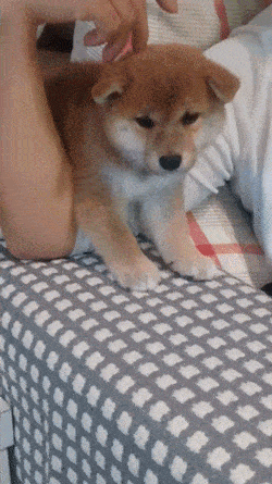 小柴犬到美甲店上班，但每天都在偷懶，老闆卻說：生意還是要靠它！ 萌趣萌寵 第6张
