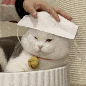 e529f1682f3f4711b7b354eafe1c3491.gif