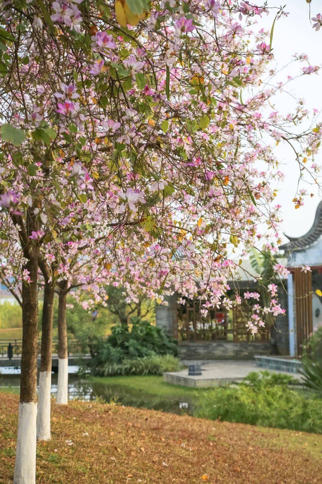 花式打卡增城这些公园太惊艳了