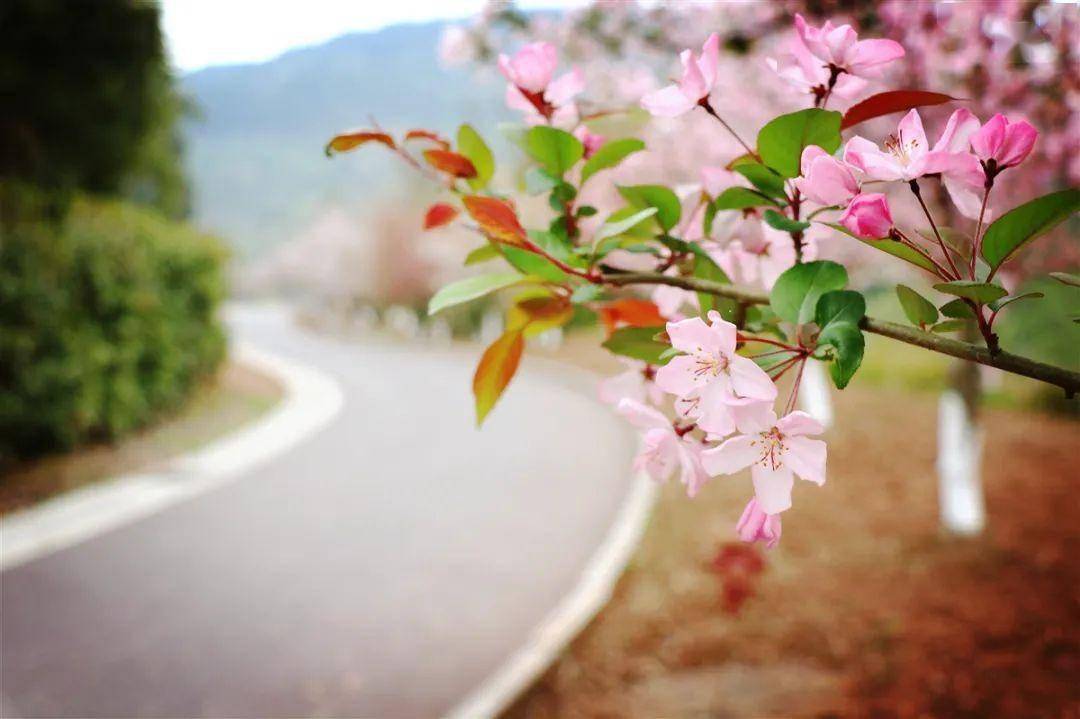 巴中经开区九寨山花开正盛，这个“三八”节邀您来“撞春”
