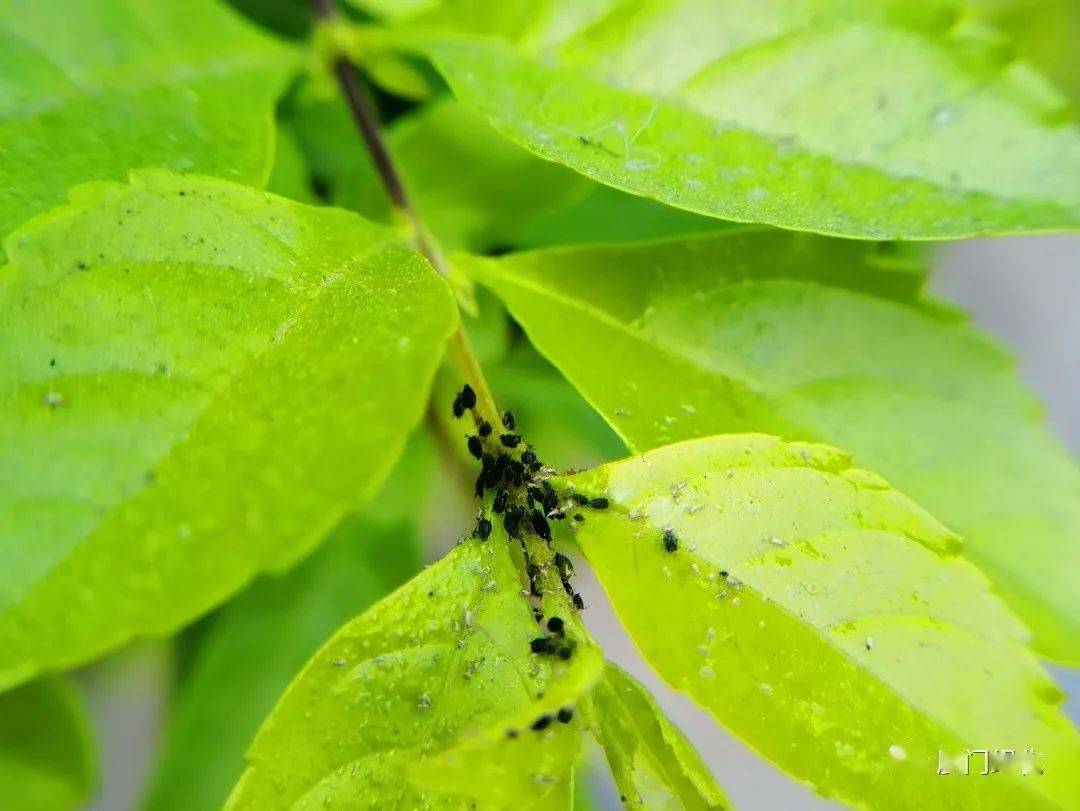 惊蛰春雷一震百虫起喜气羊洋来厦门