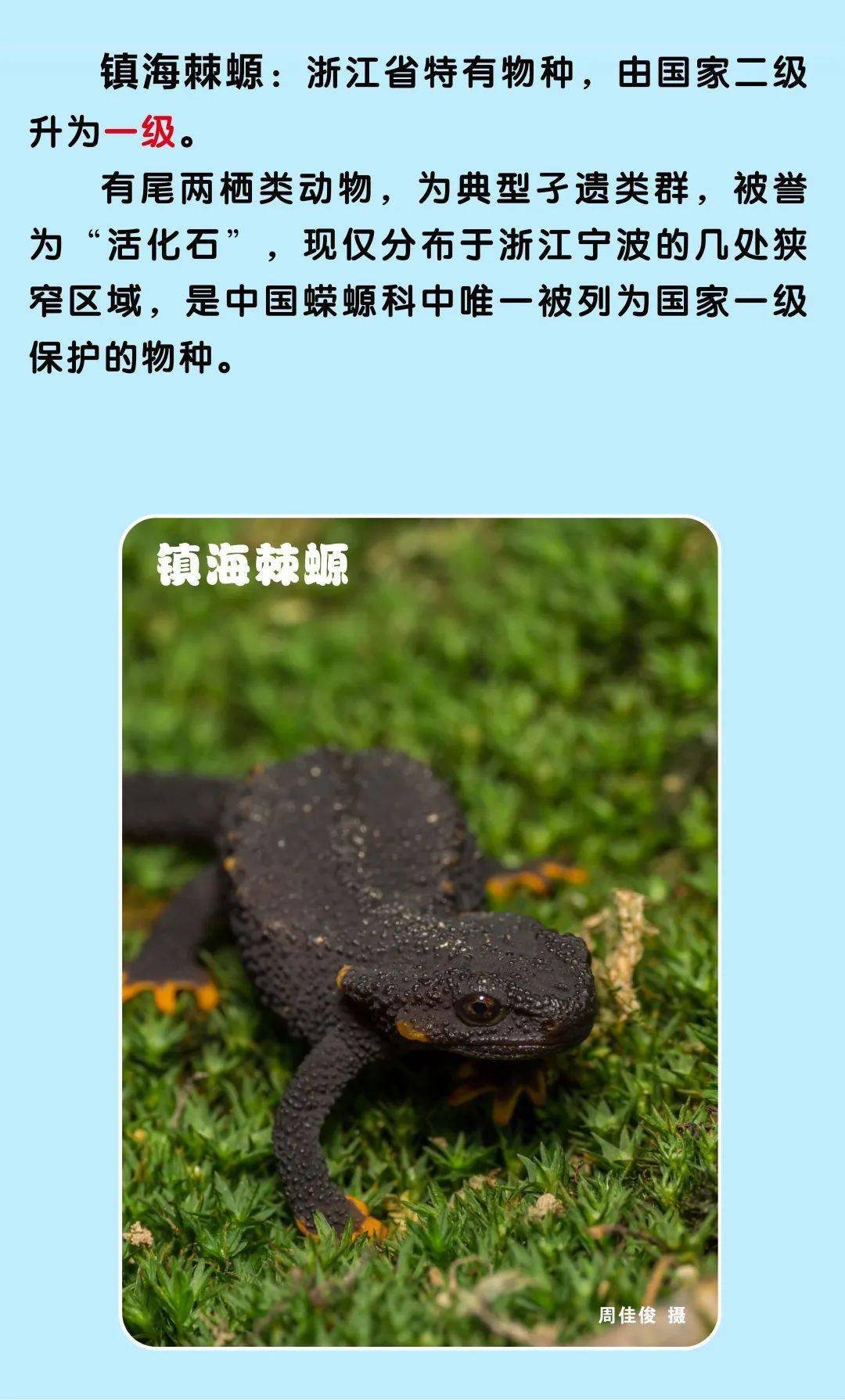 浙江新增一批国家一级二级保护动物你能叫出它们的名字吗