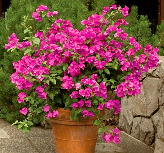 春天养三角梅盆栽别忘了这3种东西 2种粉末1种水 有妙用 用后花比叶子多 开花