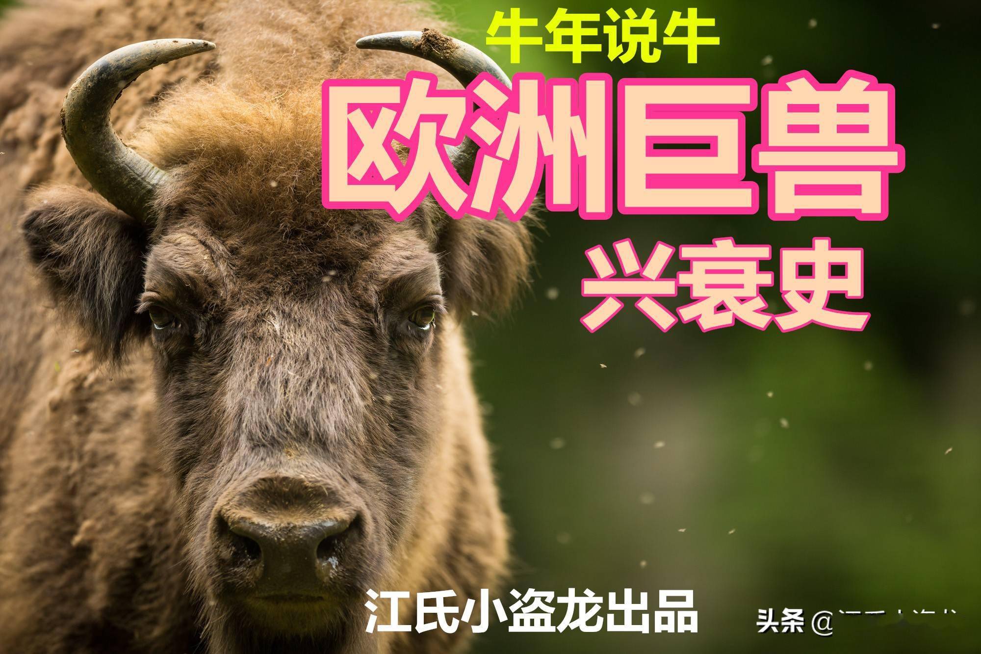 牛年说牛」欧洲最大哺乳兽的血泪兴衰史_搜狐网