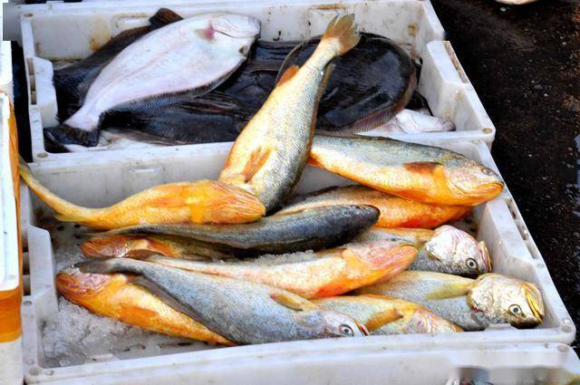 价格见涨青岛刚上岸的小海鲜让人垂涎欲滴面条鱼6块钱一斤