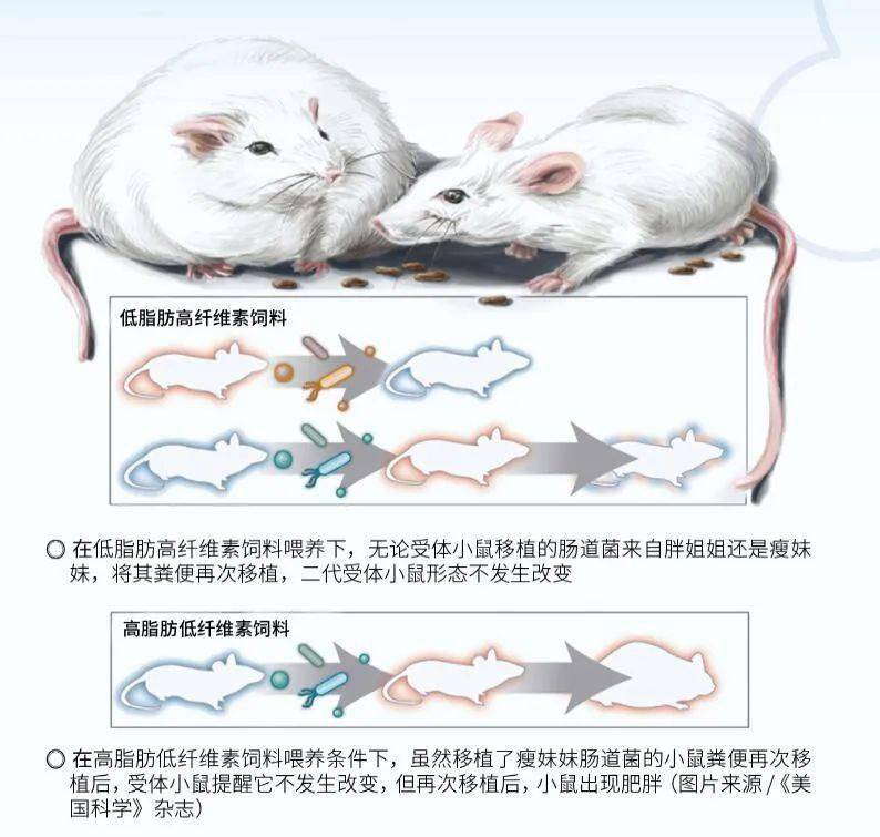 挑食的微生物