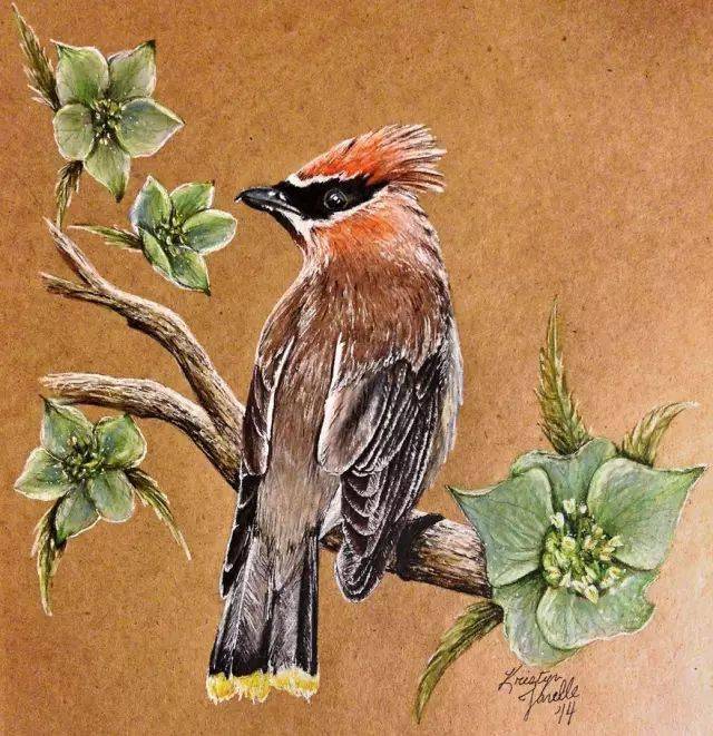 画鸟的彩铅大神彩铅手绘鸟图片关于动物的绘画作品欣赏