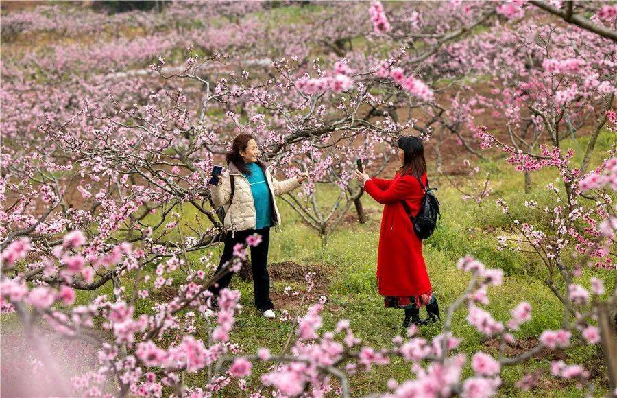 龙泉桃花节麻将图片