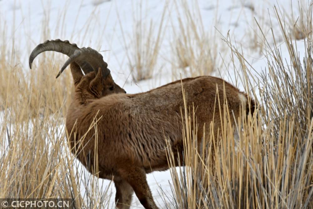 新疆和静县：野生北山羊安全度过寒冬