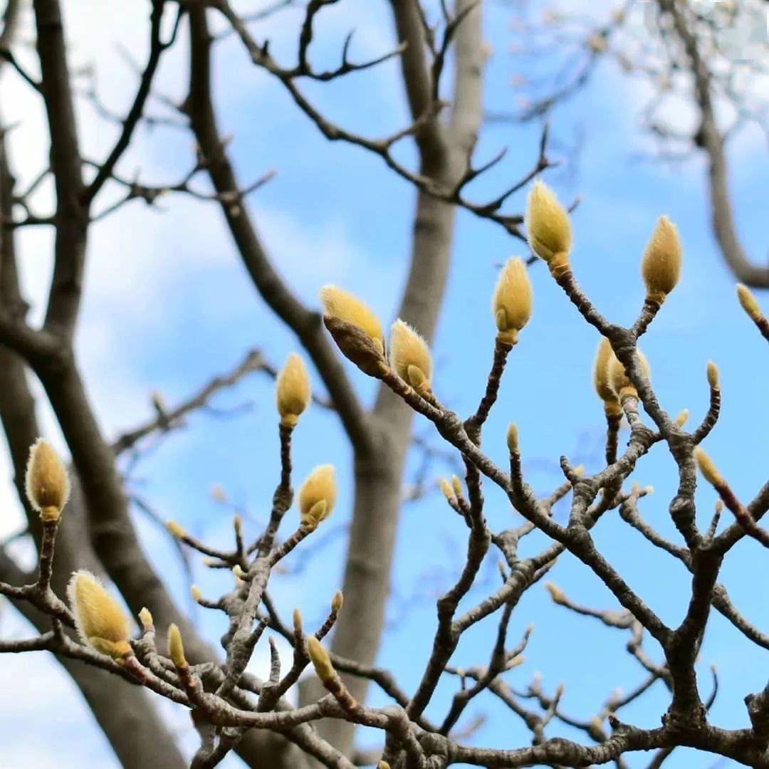 有一种春光叫玉兰花开