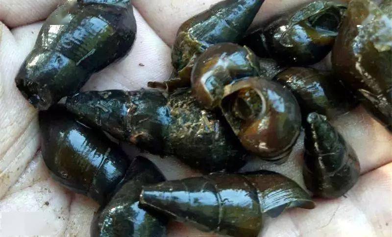 山坑螺虽然肉不算大,但鲜活无腥,肉厚饱满,嚼劲十足,清甜爽口.