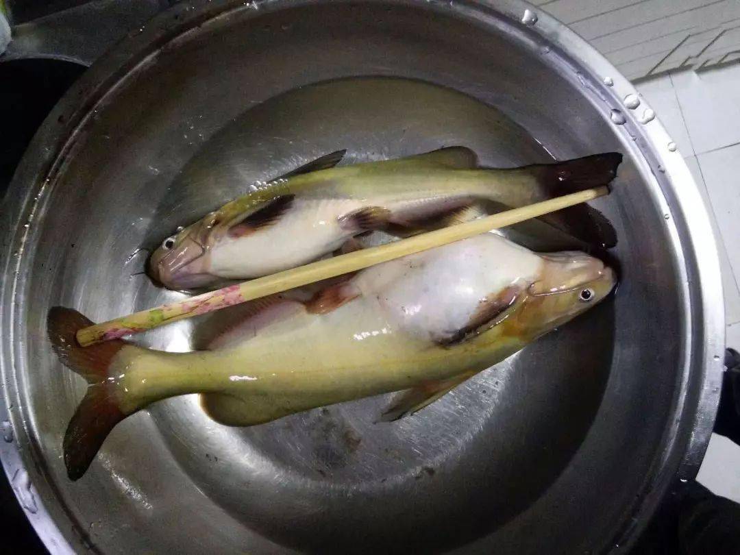 嘉陵江里钓江黄此鱼看得人十分眼馋