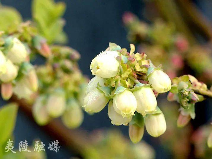 黄花农技蓝莓园里春管忙孕育一年新希望