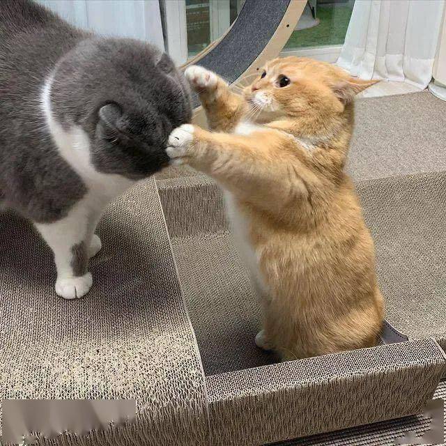 两只短腿猫打架场面有点可爱