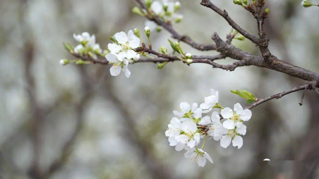 当前,会理县田间地头的"五月脆""蜂糖李""半边红"遍地开花,洁白素雅的