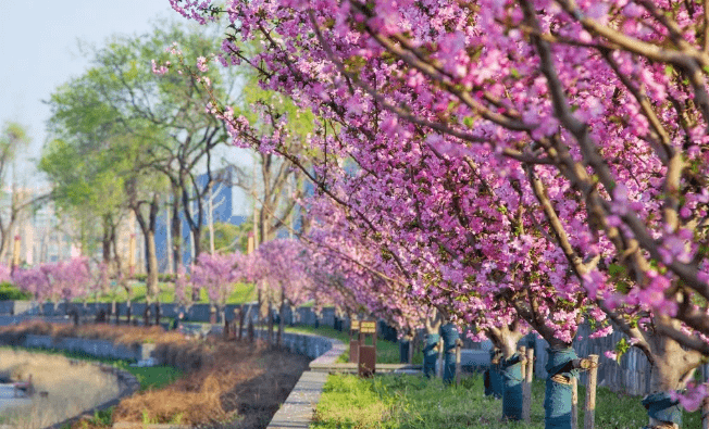 江宁文体旅快看江宁三月赏花指南