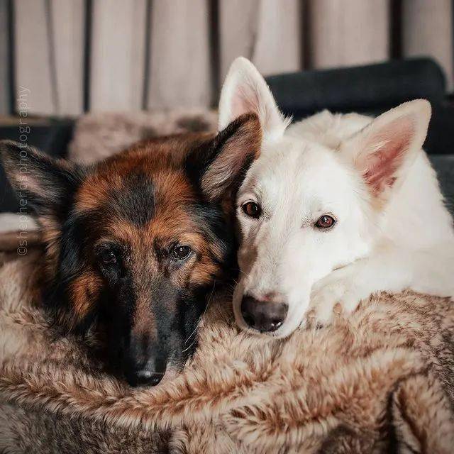 硬汉黑德牧x优雅白德牧,满满的cp感,代到了!