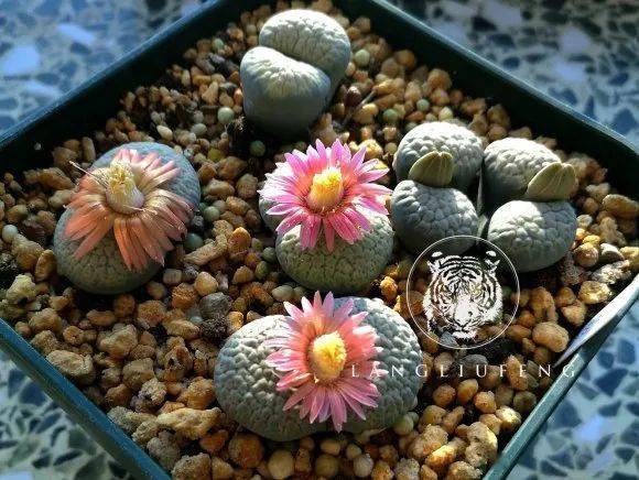 其实相比于红色花色变异,黄花品种向白花品种变异的情况更为常见,日轮