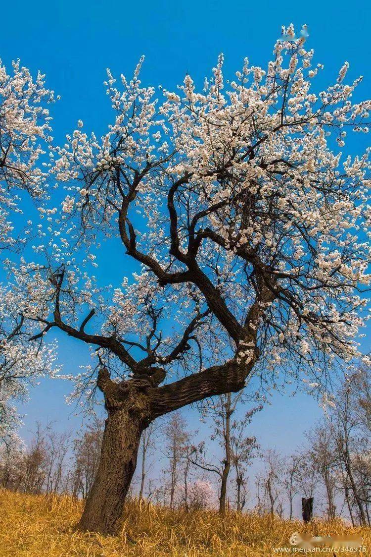 灵宝阳平古杏林,迷醉这个春天!