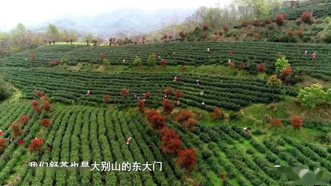 春天的第一杯綠茶就喝舒城小蘭花