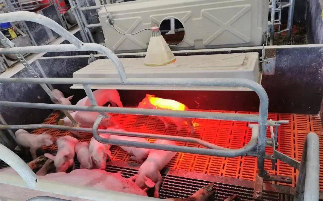 官方最新发布:提高仔猪成活率要点!照做么?